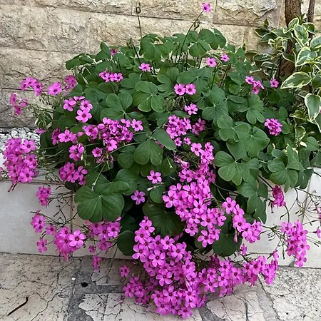 Apartamento Petar - Parking And Seaview