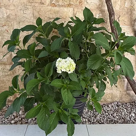 Petar - Parking And Seaview Apartamento Trogir